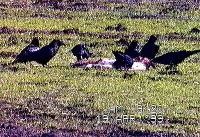 Rabenvögel an einem Tierkadaver auf einer Weide, Aufnahme von 1999