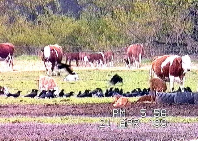 Rinderherde auf einer Weide, im Vordergrund Rabenvögel am Boden, Aufnahme von 1999