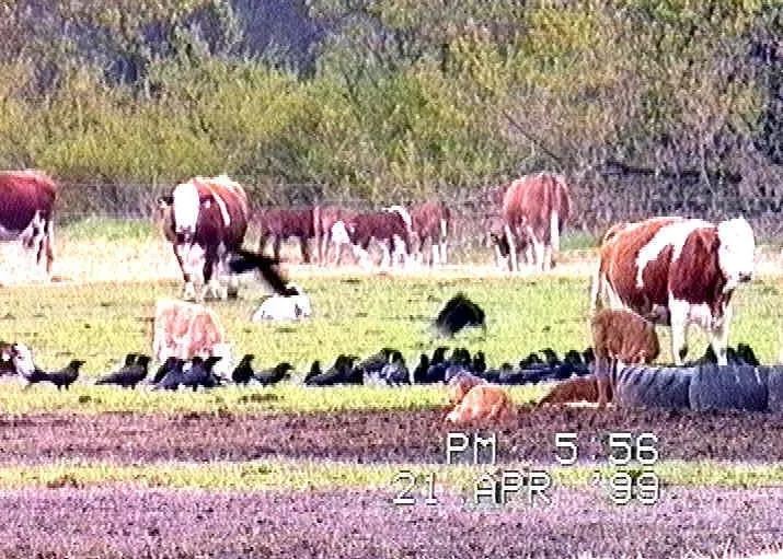 Rinderherde auf einer Weide, im Vordergrund Rabenvögel am Boden, Aufnahme von 1999