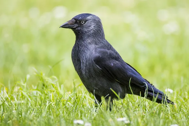 Dohle im Gras: silbergrauer Nacken, kurzer Schnabel und die charakteristischen hellblauen Augen