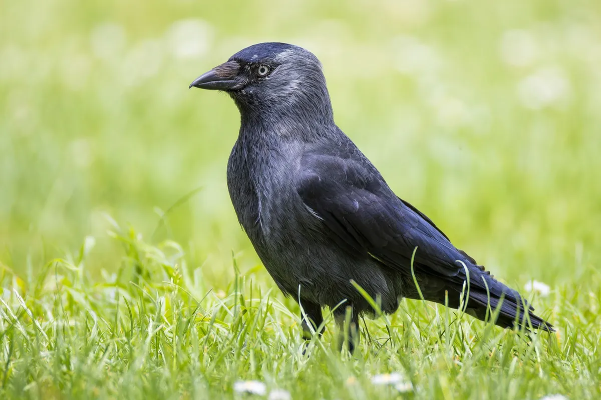 Dohle im Gras: silbergrauer Nacken, kurzer Schnabel und die charakteristischen hellblauen Augen