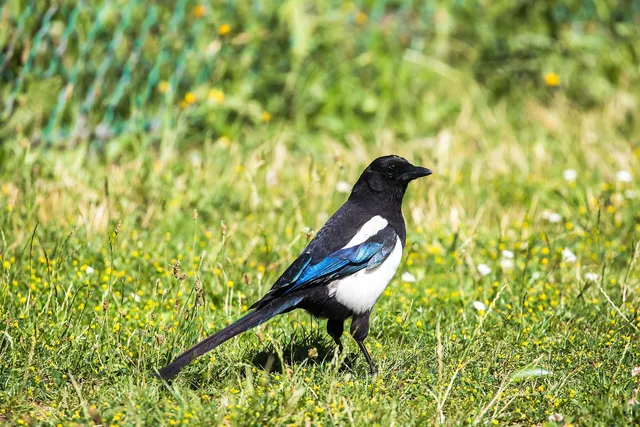 Elster auf einer Wiese: schwarz-weißes Gefieder mit langem, metallisch grün-blau schillerndem Schwanz