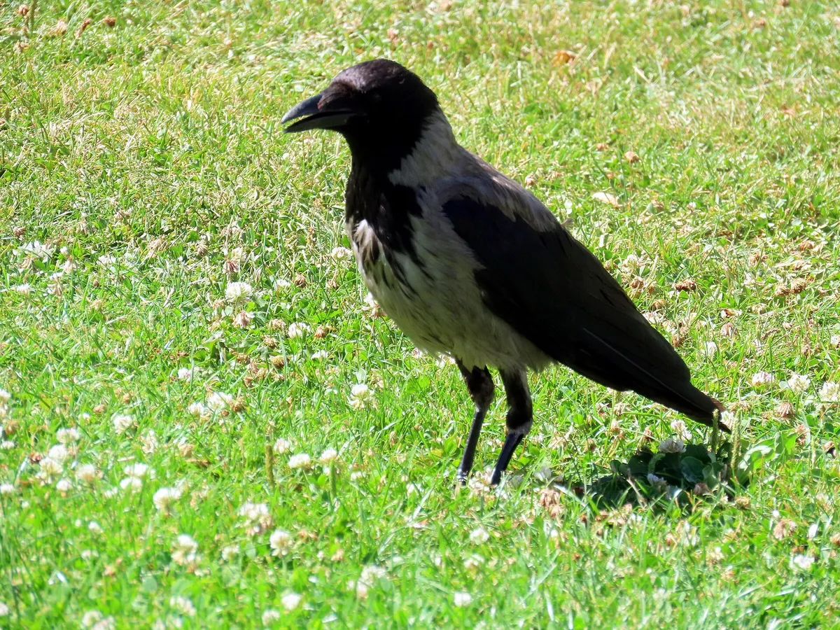 Nebelkrähe auf einer Wiese: aschgrauer Rumpf, schwarzer Kopf, schwarze Flügel und schwarzer Schwanz