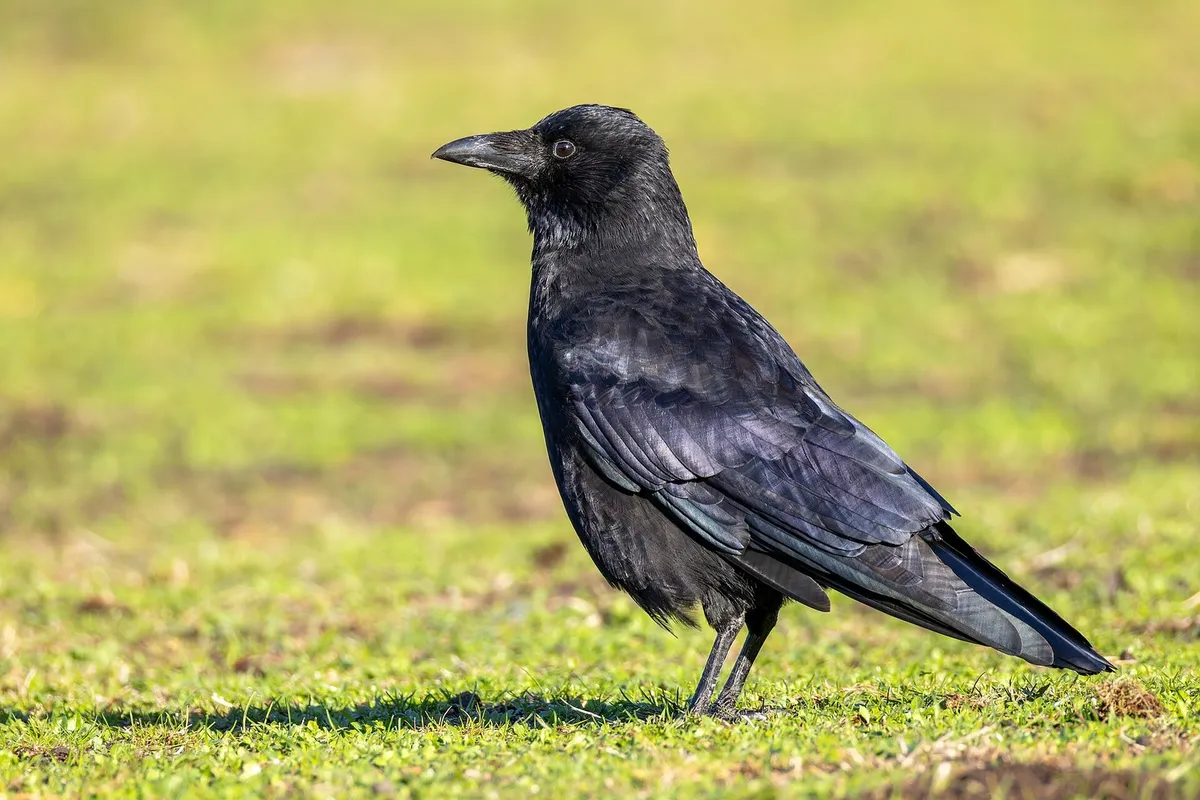 Rabenkrähe auf einer Wiese: einfarbig schwarzes Gefieder, kräftiger gerader Schnabel mit befiederter Basis, gerade abgeschnittener Schwanz