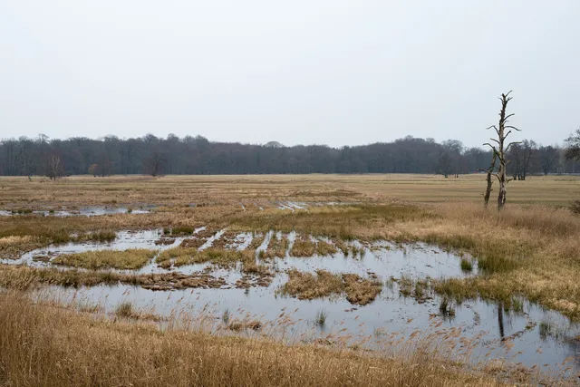 Überstaute Feuchtwiese mit offenen Wasserflächen vor einem Waldrand