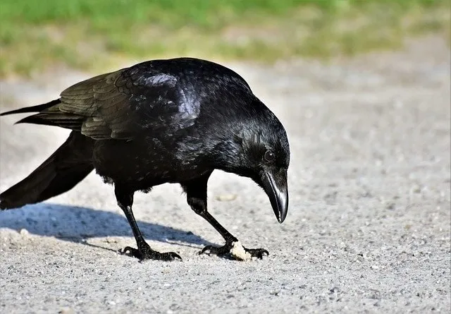 Krähe, die auf einer Kiesfläche etwas mit dem Schnabel untersucht