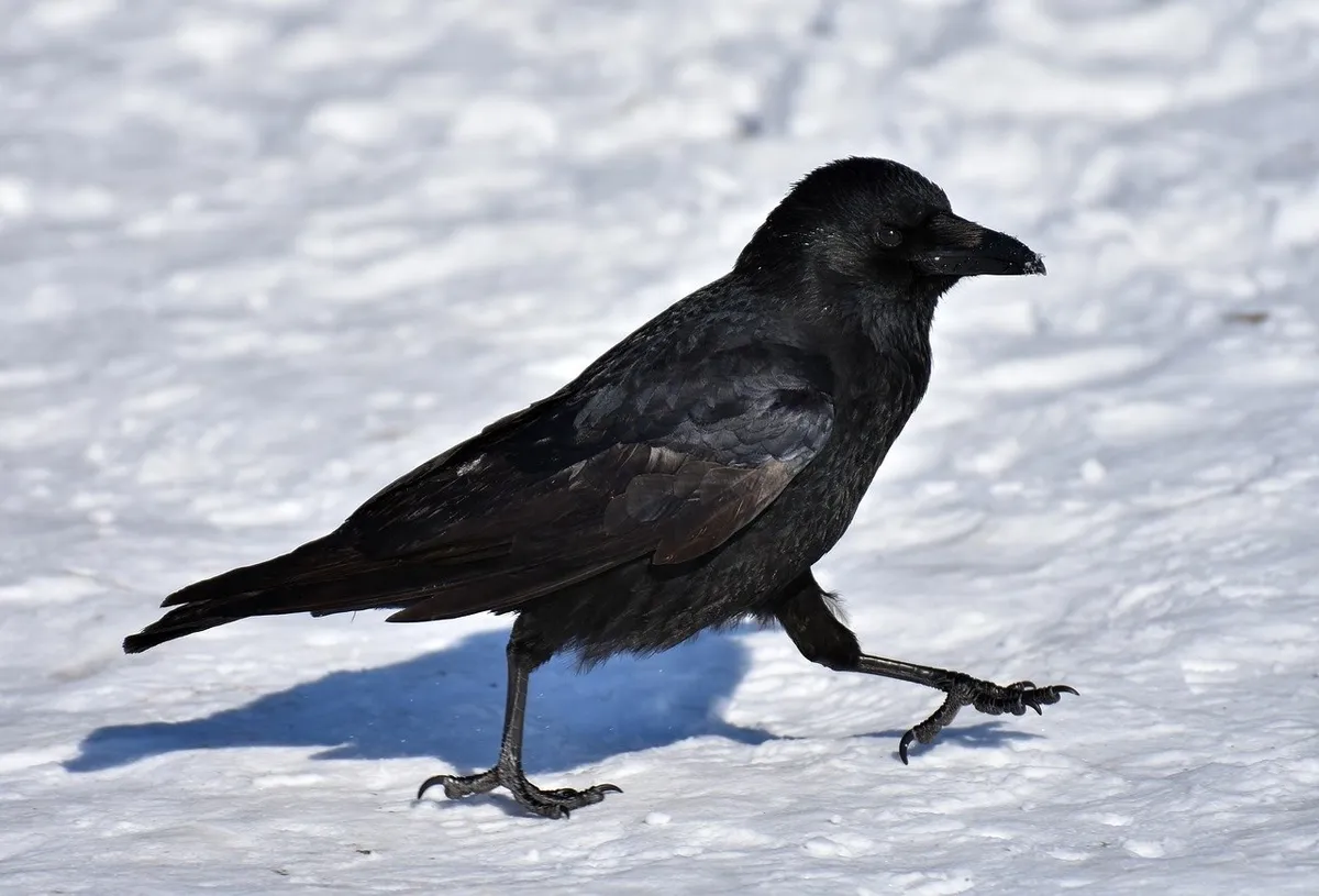 Krähe, die über eine Schneefläche läuft