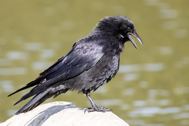 Rabenvogel mit weit geöffnetem Schnabel beim Rufen