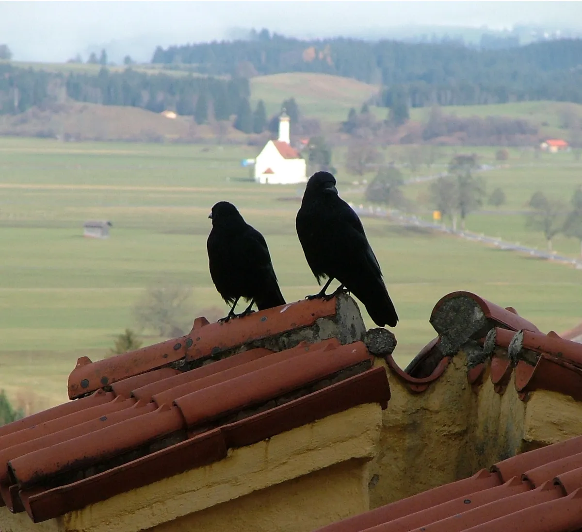 Zwei Rabenvögel auf einem Ziegeldach über der Ortslage