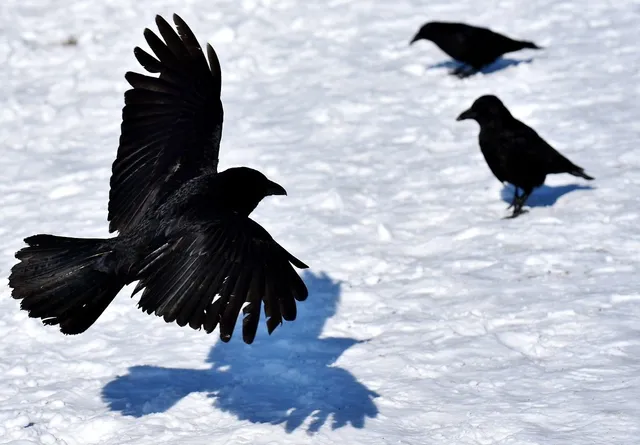 Mehrere Rabenvögel auf einer Schneefläche, einer im Auffliegen