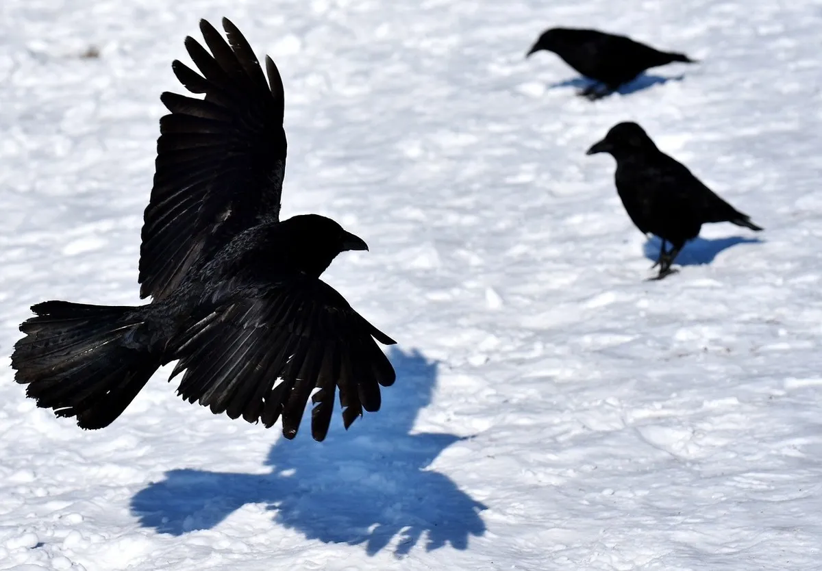 Mehrere Rabenvögel auf einer Schneefläche, einer im Auffliegen