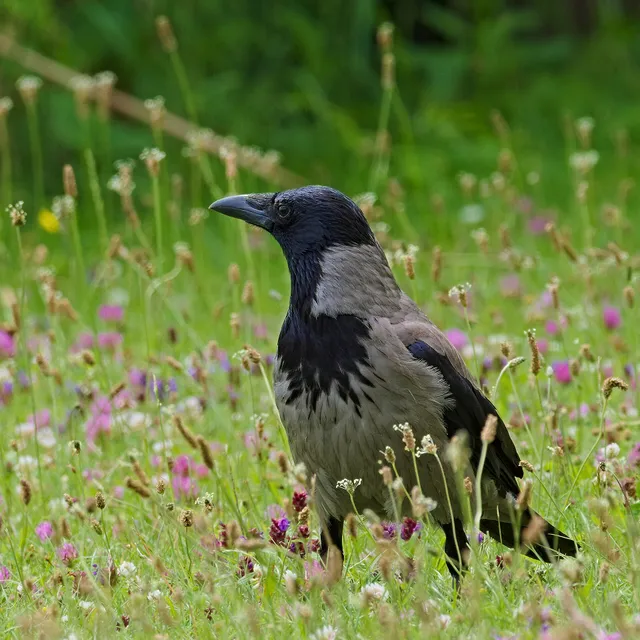 Nebelkrähe auf einer Blumenwiese: grauer Rumpf, schwarzer Kopf, schwarze Flügel