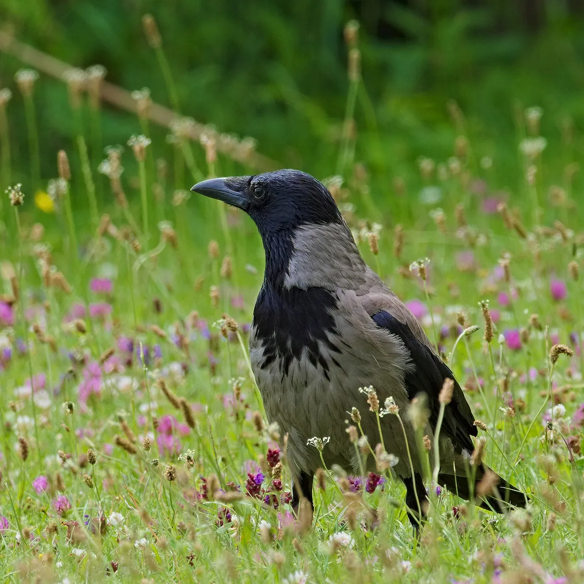 Nebelkrähe auf einer Blumenwiese: grauer Rumpf, schwarzer Kopf, schwarze Flügel
