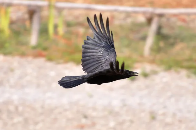Rabenvogel im Flug dicht über offener Fläche