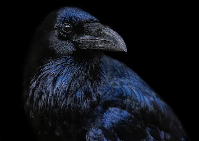 Rabenvogel vor dunklem Hintergrund, das schwarze Gefieder schillert blau