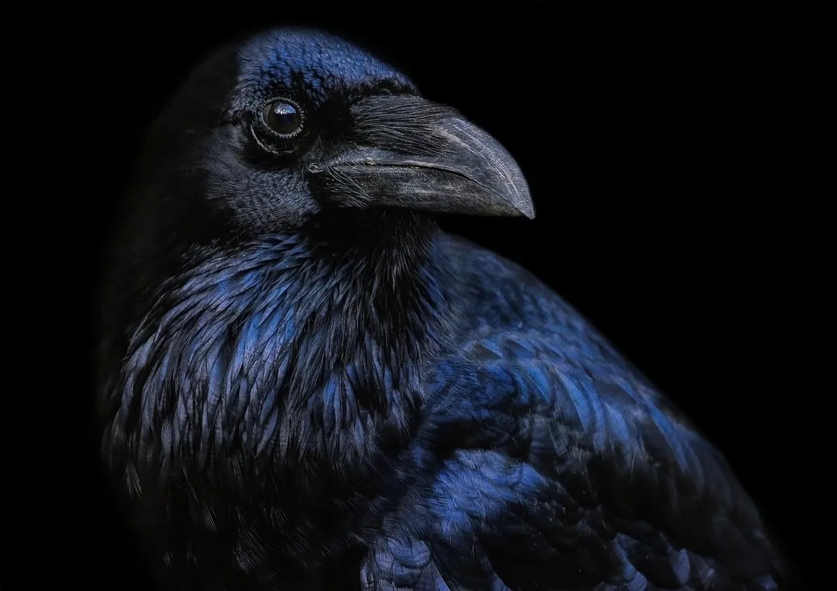 Rabenvogel vor dunklem Hintergrund, das schwarze Gefieder schillert blau