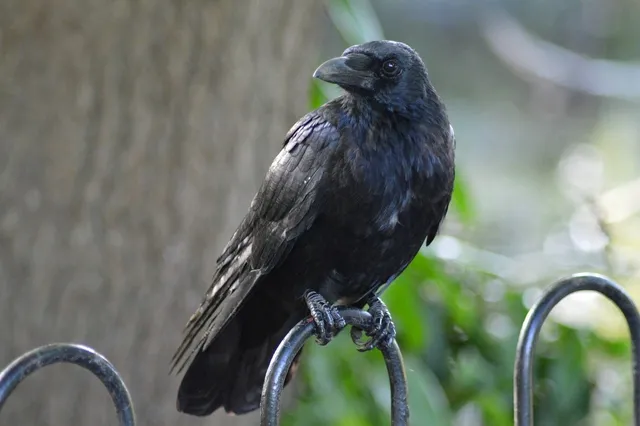 Junger Rabenvogel auf einem Geländer