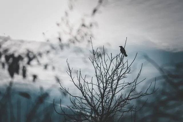 Rabenvogel in einem kahlen Baum vor diesigem Himmel