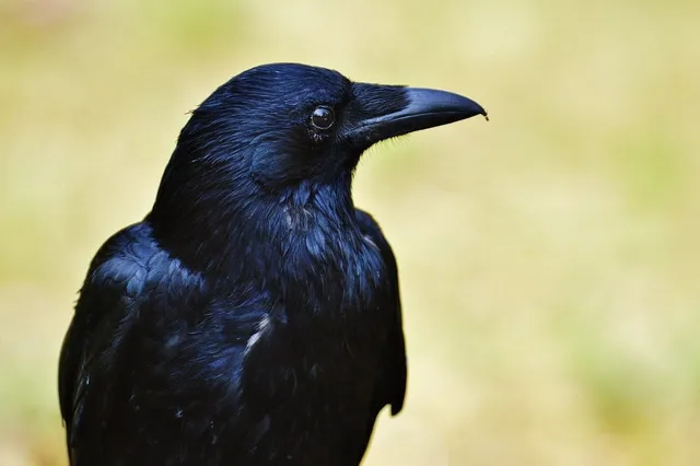 Rabenvogel mit geöffnetem Schnabel