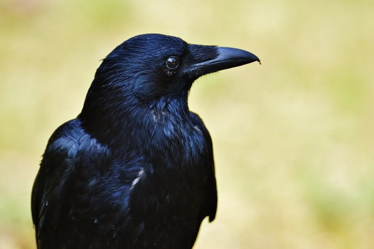 Nahaufnahme eines schwarzen Rabenvogels im Halbprofil