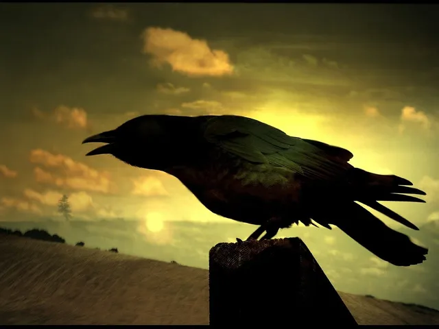 Rabenvogel als Silhouette vor einem Abendhimmel
