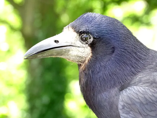 Kopf einer Saatkrähe in Nahaufnahme: die nackte, hellgraue Schnabelbasis ist deutlich zu sehen