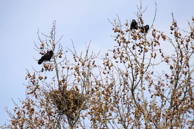 Großes Reisignest hoch in einer noch unbelaubten Baumkrone, daneben ein Rabenvogel