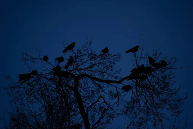 Zahlreiche Rabenvögel als Silhouetten in kahlen Bäumen in der Abenddämmerung — eine Schlafgemeinschaft nicht brütender Vögel