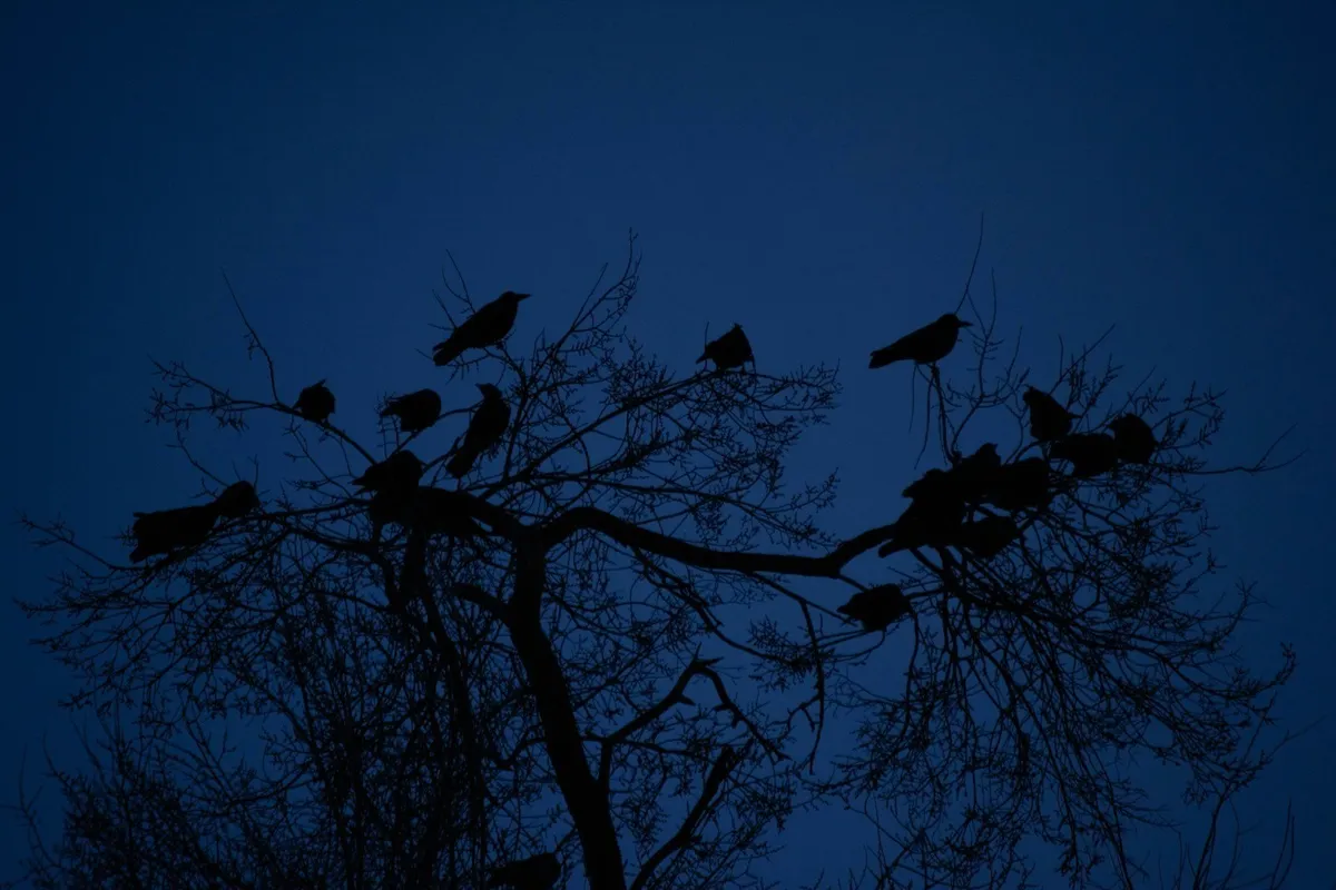 Zahlreiche Rabenvögel als Silhouetten in kahlen Bäumen in der Abenddämmerung — eine Schlafgemeinschaft nicht brütender Vögel