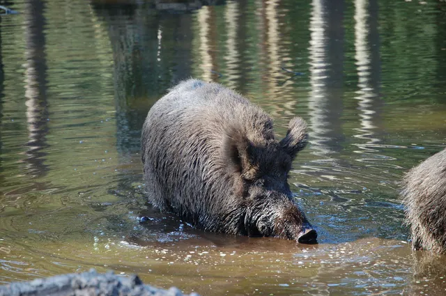 Wildschwein an einer flachen Wasserstelle