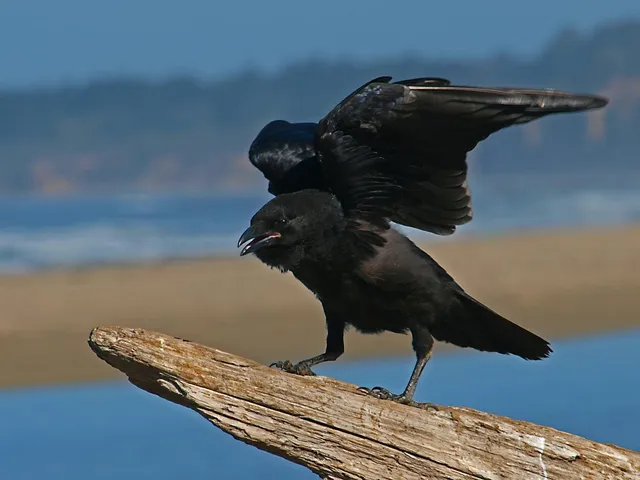 Zwei Rabenvögel nebeneinander auf einem Treibholzstamm am Wasser