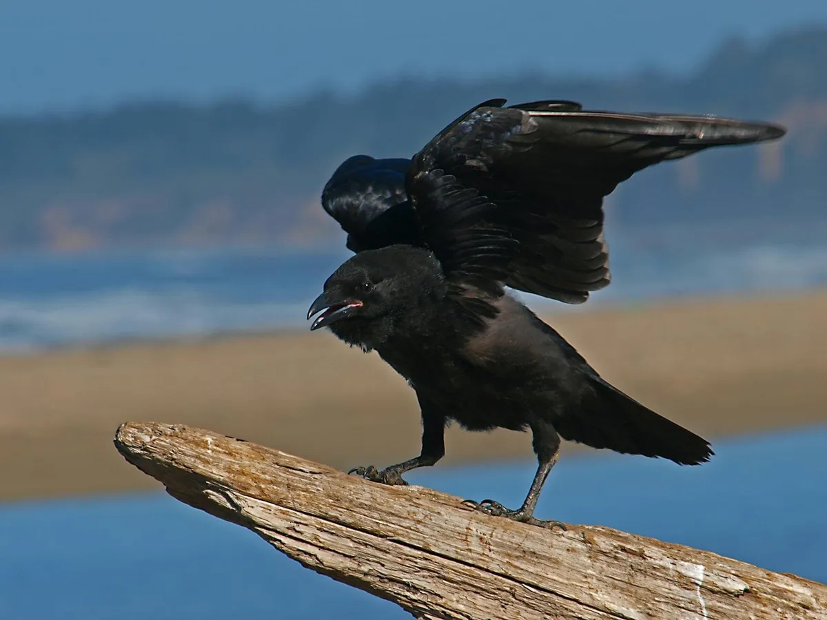 Zwei Rabenvögel nebeneinander auf einem Treibholzstamm am Wasser