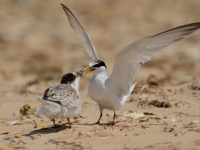 Zwergseeschwalbe füttert ein Küken am Sandstrand